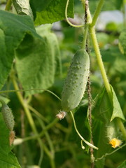 Cucumber on tree in the garden.