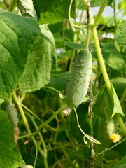Cucumber on tree in the garden.