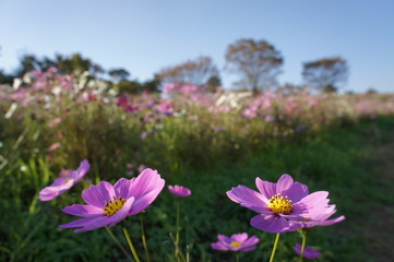 Obraz premium autumn flower 2