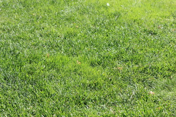 green lawn texture