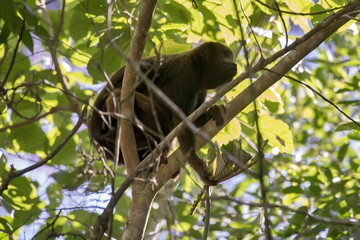 Bugio-ruivo (Alouatta guariba) | Howler monkey