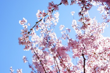 Cherry Blossoms 2