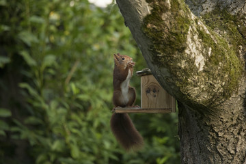 Red squirrel eating