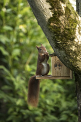 Red squirrel sitting and eating