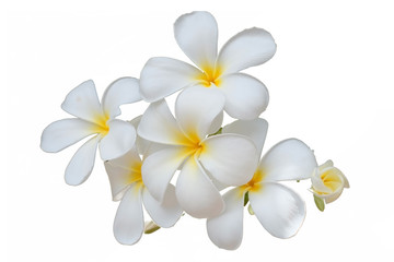Plumeria flower on white background or white flowers isolated