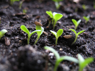 sprout of plant