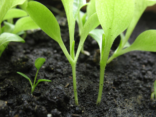 sprout of plant