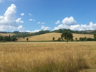 Naklejka premium Campagna toscana d'estate