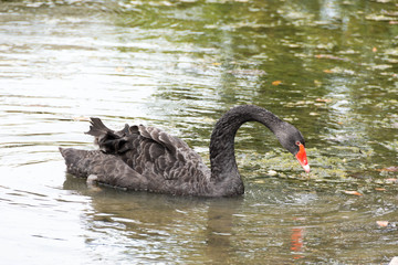 Black swan swimming