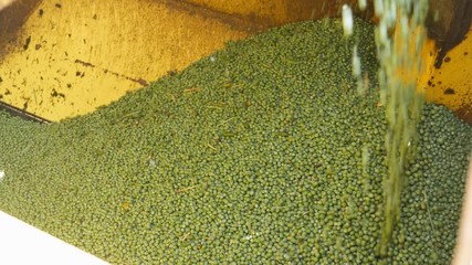 Cleaning of peas, combine harvesting peas PLOEGER EPD 530