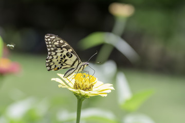 Lime Butterfly sucking nectar from yellow flowers .