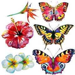 beautifu tropical  butterflies and flowers,watercolor,isolated on a white