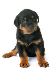 puppy rottweiler in studio
