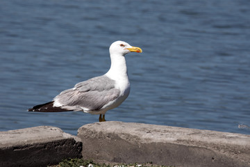 Fototapeta premium Great black-backed gull, Larus marinus, Romania