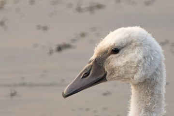 Baby Swan