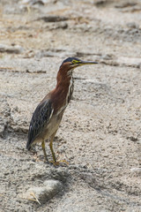 BIrd green heron along river shore