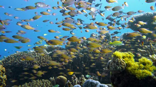 Slender cardinalfish Rhabdamia gracilis swimming underwater in Egypt