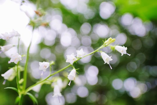 釣鐘草 Images – Browse 186 Stock Photos, Vectors, and Video