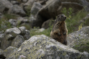 Wild marmott from Alps