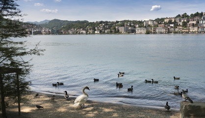 Fototapeta premium View of the houses of Lugano with the Lugano lake and a swan in the foreground - Lugano, Lake Lugano, Lugano, Ticino, Switzerland, Europe