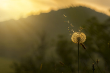  Dandelion