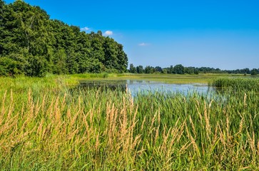 Sunny summer landscape. Beautiful pond with green grass.
