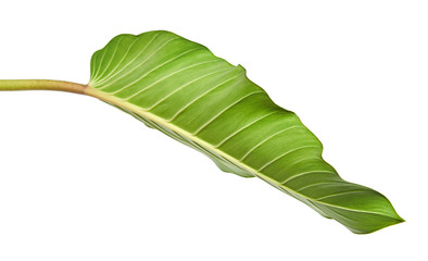 Philodendron leaf (Philodendron melinonii), Large green foliage isolated on white background, with clipping path