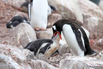Fototapeta premium Gentoo penguins, mother and chick, Pygoscelis Papua, Antarctic Peninsula Antarctica