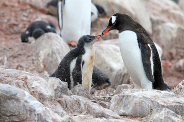 Naklejka premium Gentoo penguins, mother and chick, Pygoscelis Papua, Antarctic Peninsula Antarctica