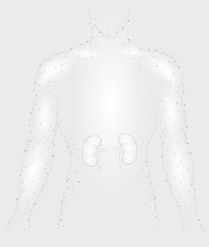 recommend clip art: Kidneys internal organ men silhouette 3d low poly geometric model. Urology system medicine treatment. Future science technology polygonal geometric wire mesh vector illustration