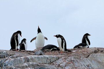 Obraz premium Gentoo penguins, Pygoscelis Papua, Antarctic Peninsula Antarctica