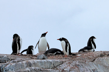 Obraz premium Gentoo penguins, Pygoscelis Papua, Antarctic Peninsula Antarctica