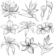 Tropical flowers - sketch style