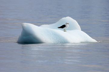 Naklejka premium Kelp Gull, larus dominicanus, floating on ice floe, Antarctic ocean Antarctica