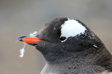 Naklejka premium Gentoo penguin, Pygoscelis Papua, Antarctic Peninsula Antarctica