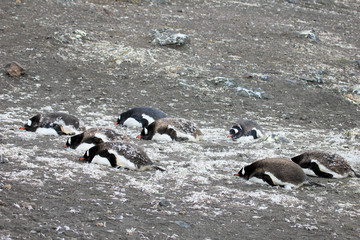 Gentoo penguins, Pygoscelis Papua, Antarctic Peninsula Antarctica