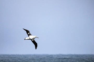 Flying Wandering Albatross, Snowy Albatross, White-Winged Albatross or Goonie, diomedea exulans, Antarctic ocean, Antarctica