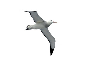 Flying Wandering Albatross, Snowy Albatross, White-Winged Albatross or Goonie, diomedea exulans, Antarctic ocean, Antarctica