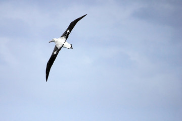 Flying Wandering Albatross, Snowy Albatross, White-Winged Albatross or Goonie, diomedea exulans, Antarctic ocean, Antarctica