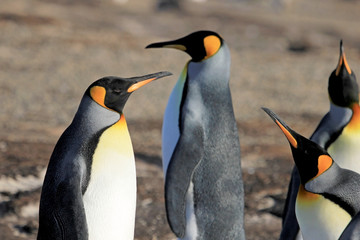 King penguins, aptenodytes patagonicus, Saunders Falkland Islands Malvinas