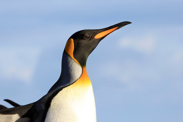 King penguin, aptenodytes patagonicus, Saunders Falkland Islands Malvinas