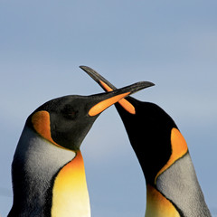 Manchots royaux, aptenodytes patagonicus, Saunders Falkland Islands Malvinas
