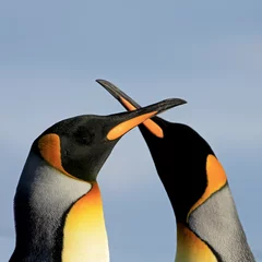 Papier Peint photo Pingouin Manchots royaux, aptenodytes patagonicus, Saunders Falkland Islands Malvinas