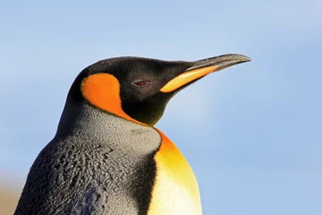 Poster King penguin, aptenodytes patagonicus, Saunders Falkland Islands Malvinas © reisegraf