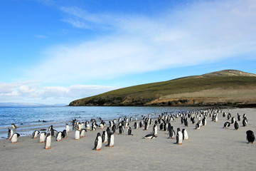 Naklejka premium Pingwiny białobrewe, Pygoscelis Papua, Saunders Falkland Islands, Malvinas