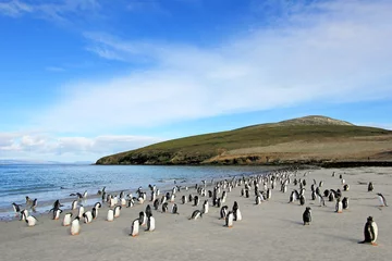 Plexiglas foto achterwand Gentoo penguins, Pygoscelis Papua, Saunders Falkland Islands Malvinas © reisegraf