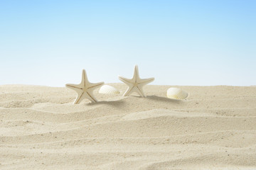 Fototapeta na wymiar Estrellas de mar de color blanco en la arena