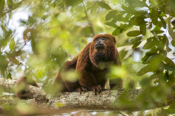 Bugio-ruivo (Alouatta guariba) | Howler monkey