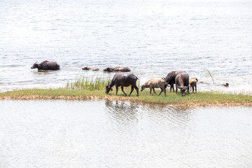 Fototapeta na wymiar water buffalo in thailand