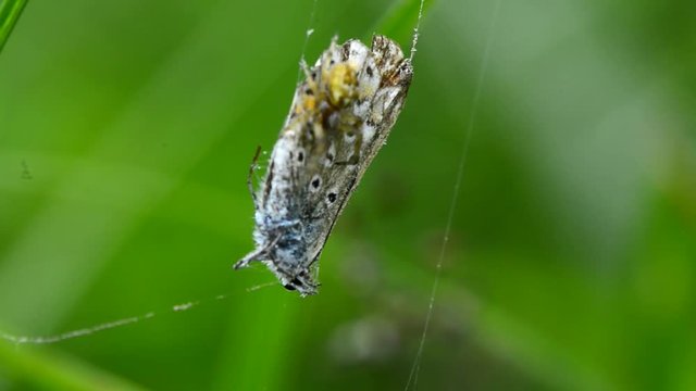 
Kreuzspinne wickelt erbeuteten Hauhechelbl&auml;uling ein